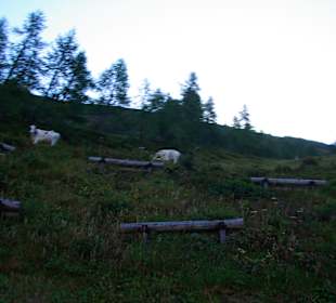 Die Kühe an den Hängen 