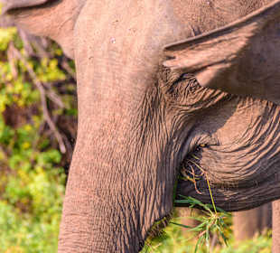 Udawalawe Nationalpark