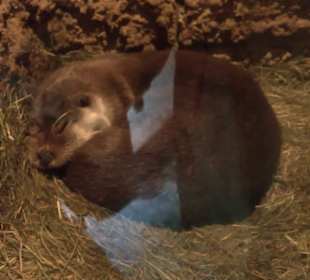 Eurasienbereich - Fischotter