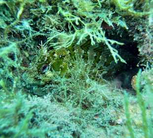 Schöne tunesische Unterwasserwelt