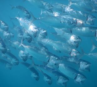 Schnorcheln Marsa Alam