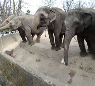 Elefantenfütterung