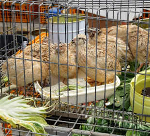 Rundgang durch den oberen Teil der Markthalle