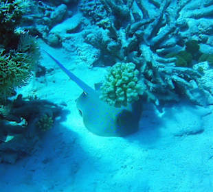 Hoteleigenes Hausriff