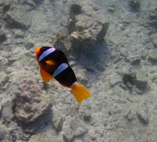 Unterwasserwelt Musandam