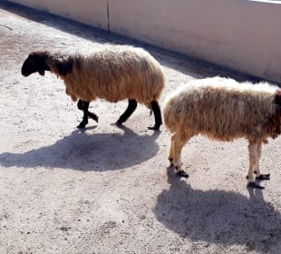 Al Areen Wildlife Park