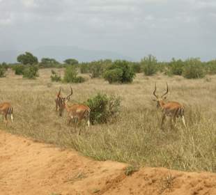 Tsavo Ost