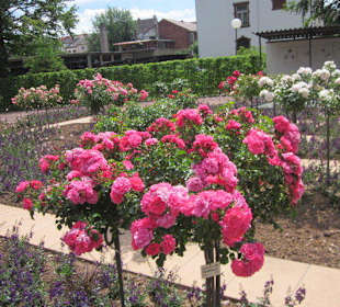 Rosengarten Zweibrücken