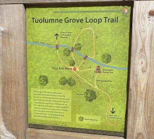 Tuolumne Grove