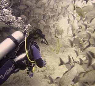 Unterwasser - Lokal Dive