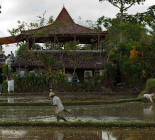 Das Sari Organic Restaurant