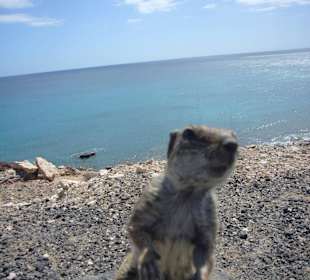 Eines der süßen Hörnchen die man treffen kann