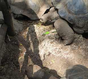Die Schildkröten auf Prison Island