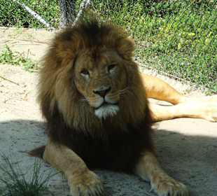 Zoo in Emmen