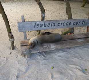 Im nächsten Leben werde ich Seelöwe auf Isabela