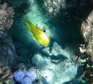 Unterwasserwelt Hotel Sharm Plaza