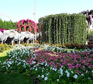 Miracle Garden