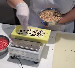 In der gläsernen Produktion des Schokoladenmuseums