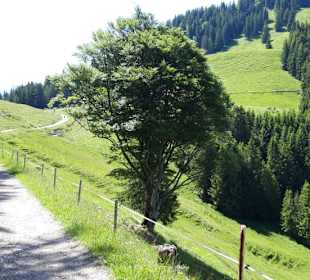 Weg zur Alpe Fahnengehren