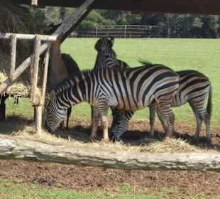 Safaripark