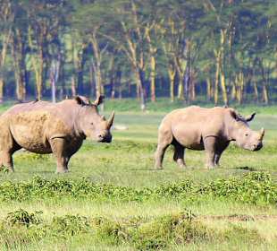 Rhinos in Lake Nakuru
