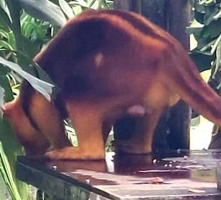 Singapur Zoo