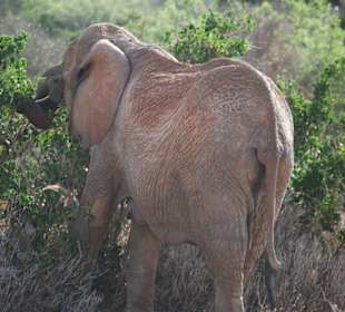 Ein Elefant beim Fressen
