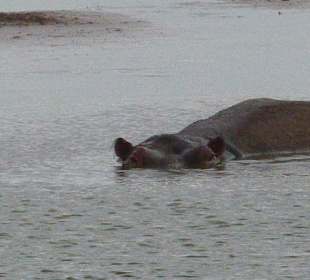 Flusspferd im Wasserloch