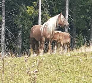 Wandern St. Johann im Pongau