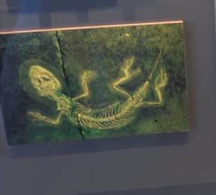 Jura-Museum