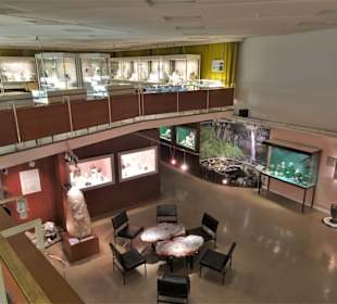Rundgang durch das Mineralogische Museum