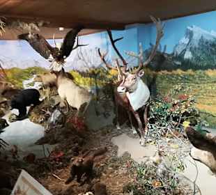 Alpen Wildpark Feld am See