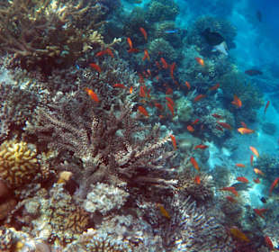 Korallenriff am Hotel