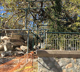 Der berühmte Baum von Hippokrates 