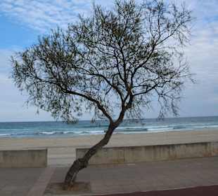 Strandpromenade Cala Millor