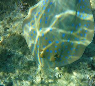 Schnorcheln Hurghada