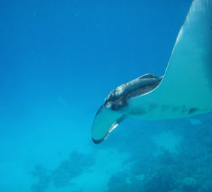 Manta / Teufelsrochen