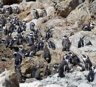 Stoney Point African Penguin Breeding Colony