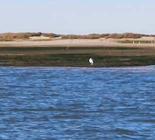 Bootstour Ria Formosa