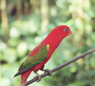 Vögel die mit ihren Farben begeistern