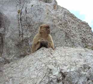 Gibraltar Affen