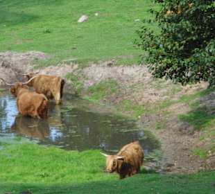 WildparkImpression September 2013