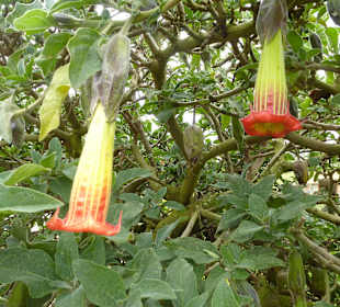 Schöne Blüten in der Anlage