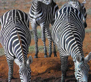 Zebra Familie
