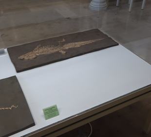 Staatliches Naturkunde Museum