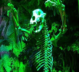 Museum Ripley's Believe It or Not!