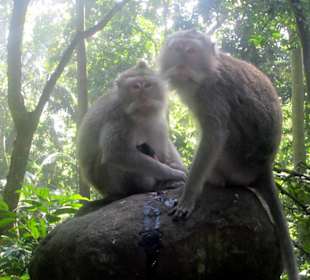 Monkey forest