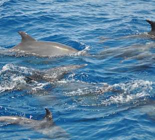 Ausflug Schnorcheln mit Delphinen