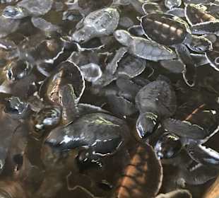 Schildkrötenfarm