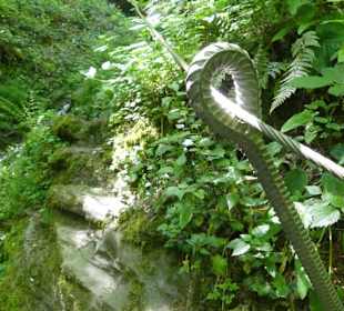 Abwechslung am Wegrand 